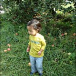 Apple Picking @ Masker Orchard