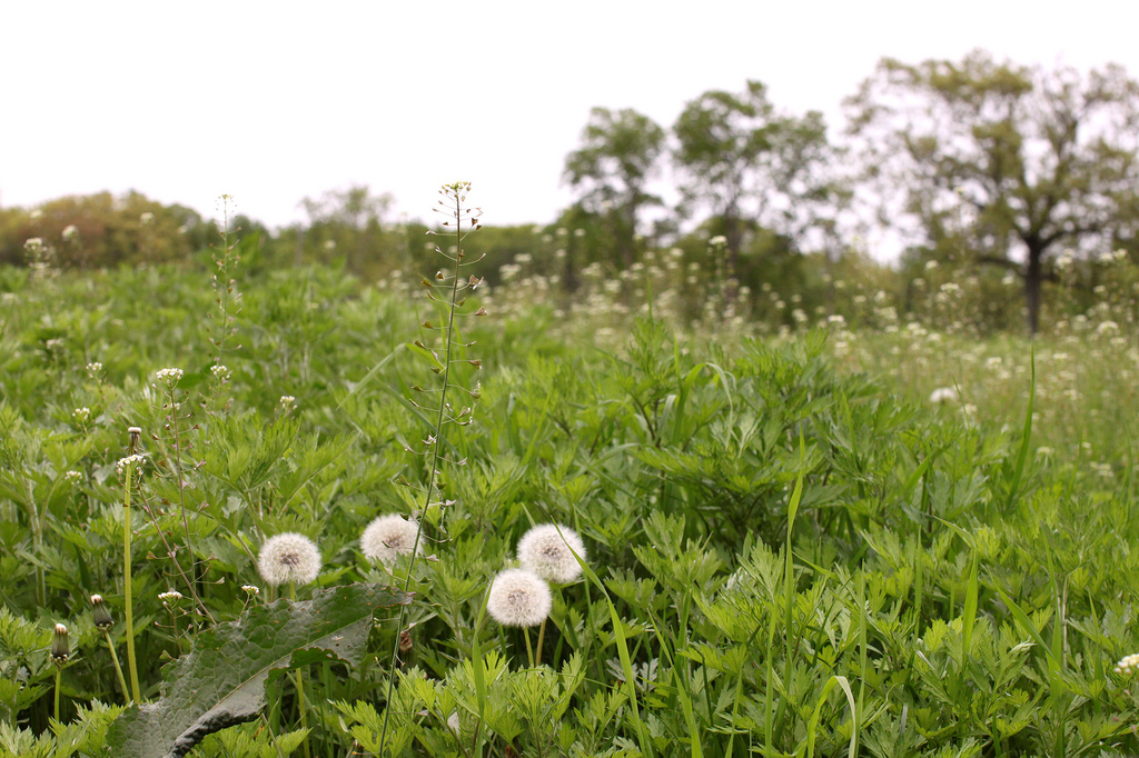 5724697745_d3d369933a_b