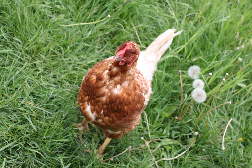 5724702233_acfe14dacb_b