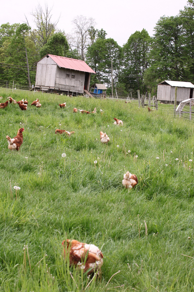 5725258958_de0b37c8dd_b