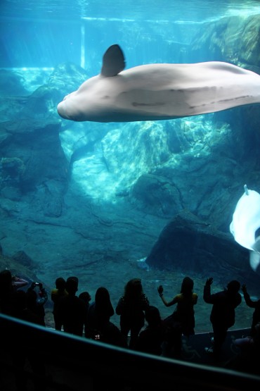 Road Trip to Georgia 2 – Atlanta: Aquarium + World of Coca Cola